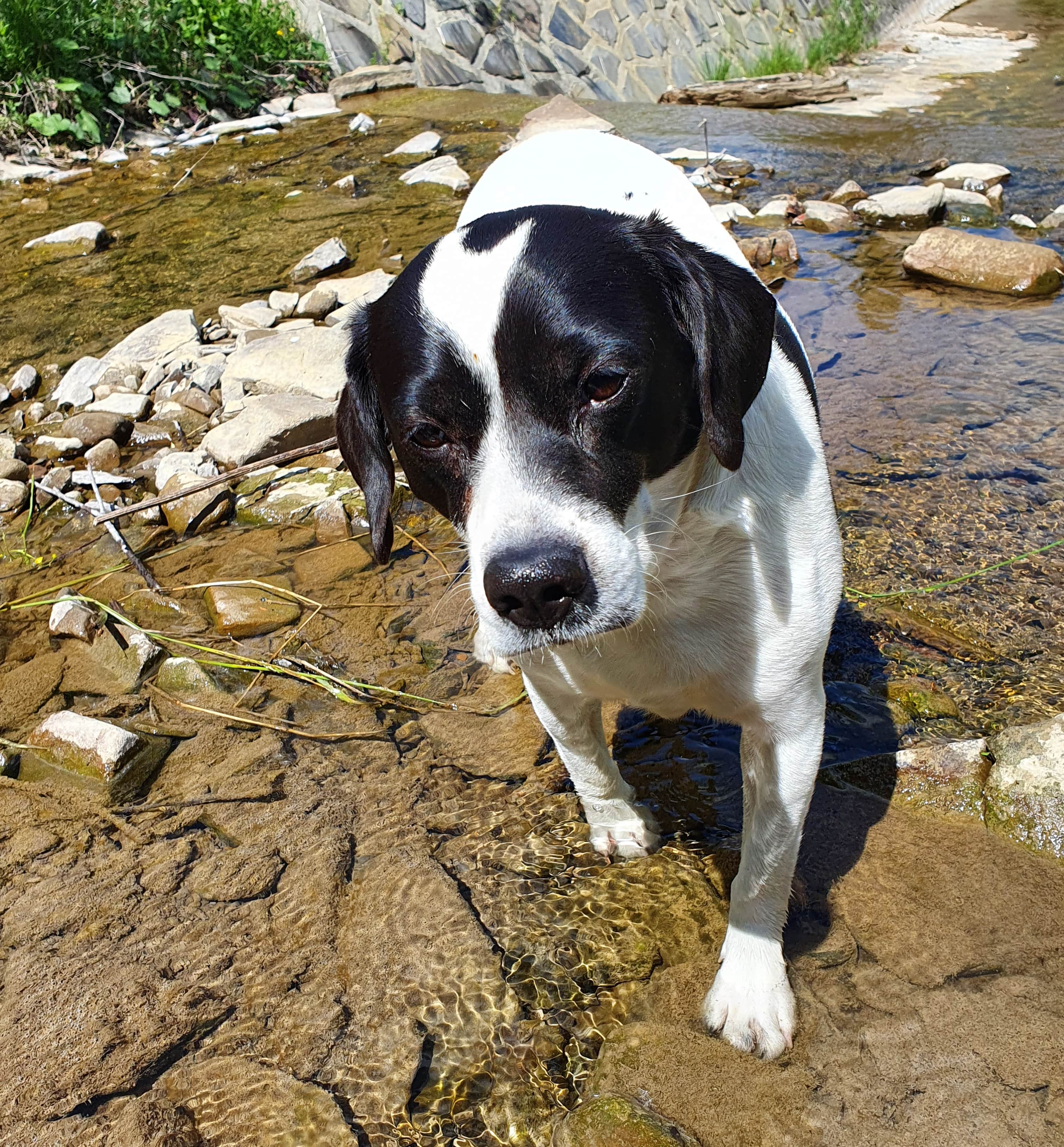Poochini playing in the waters.