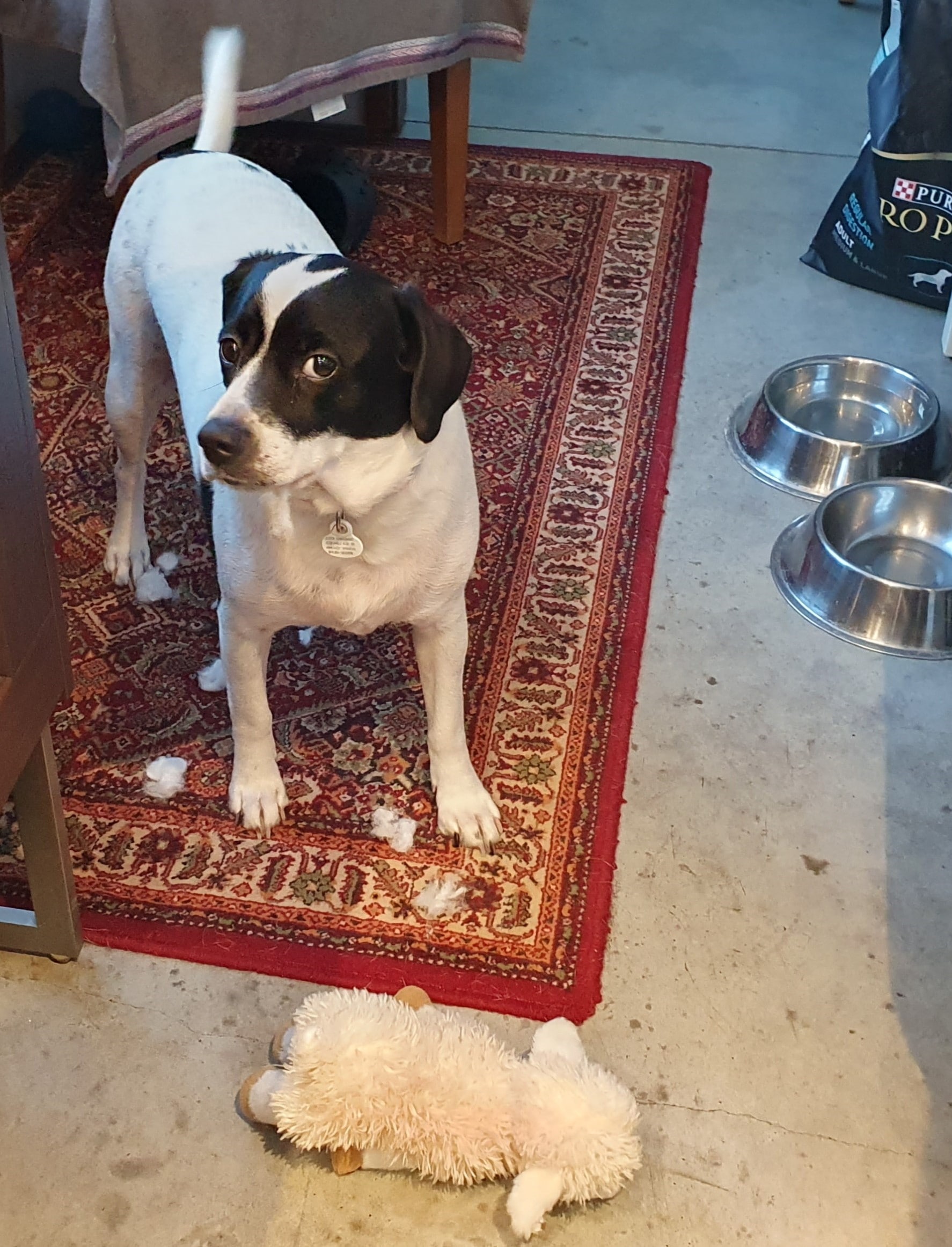 Poochi claims it was not his fault