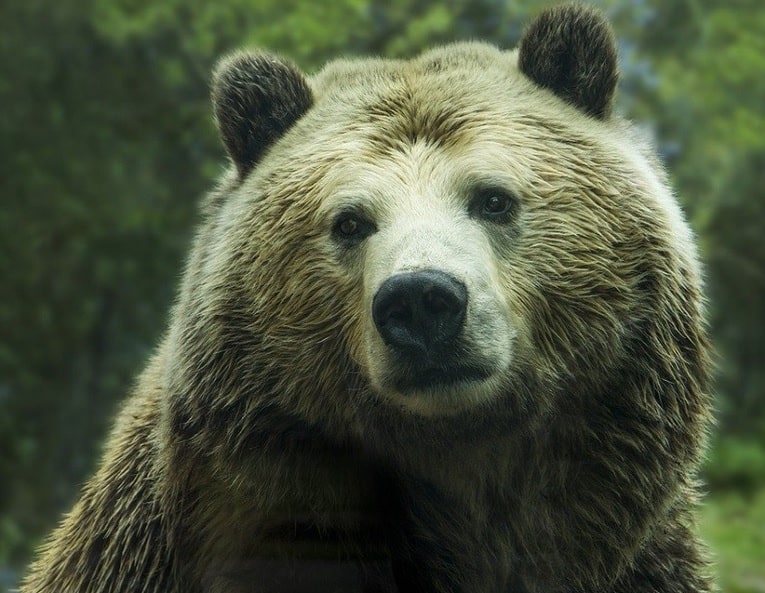 Tatra bear
